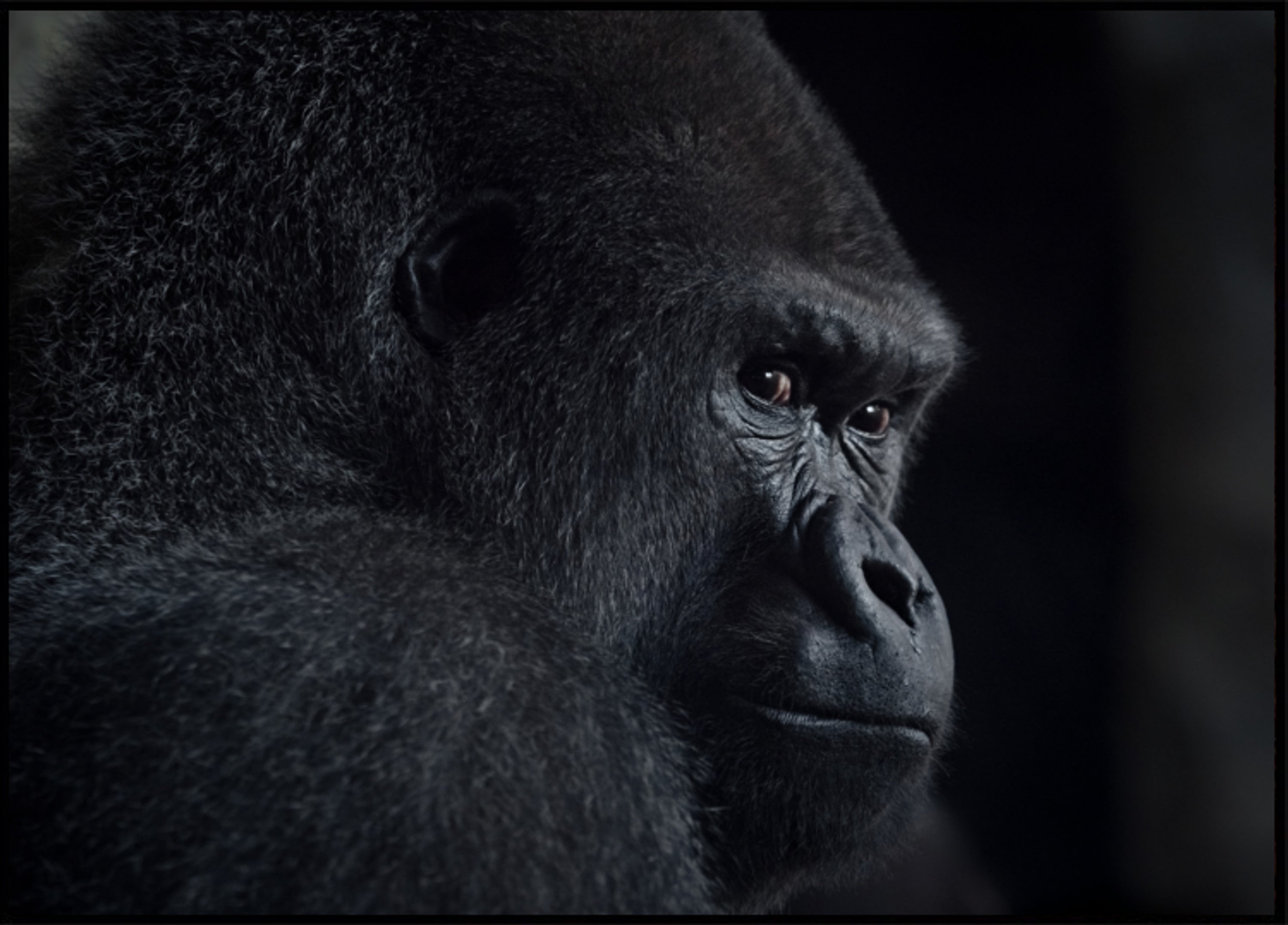 Nachdenkliches Gorilla-Profil