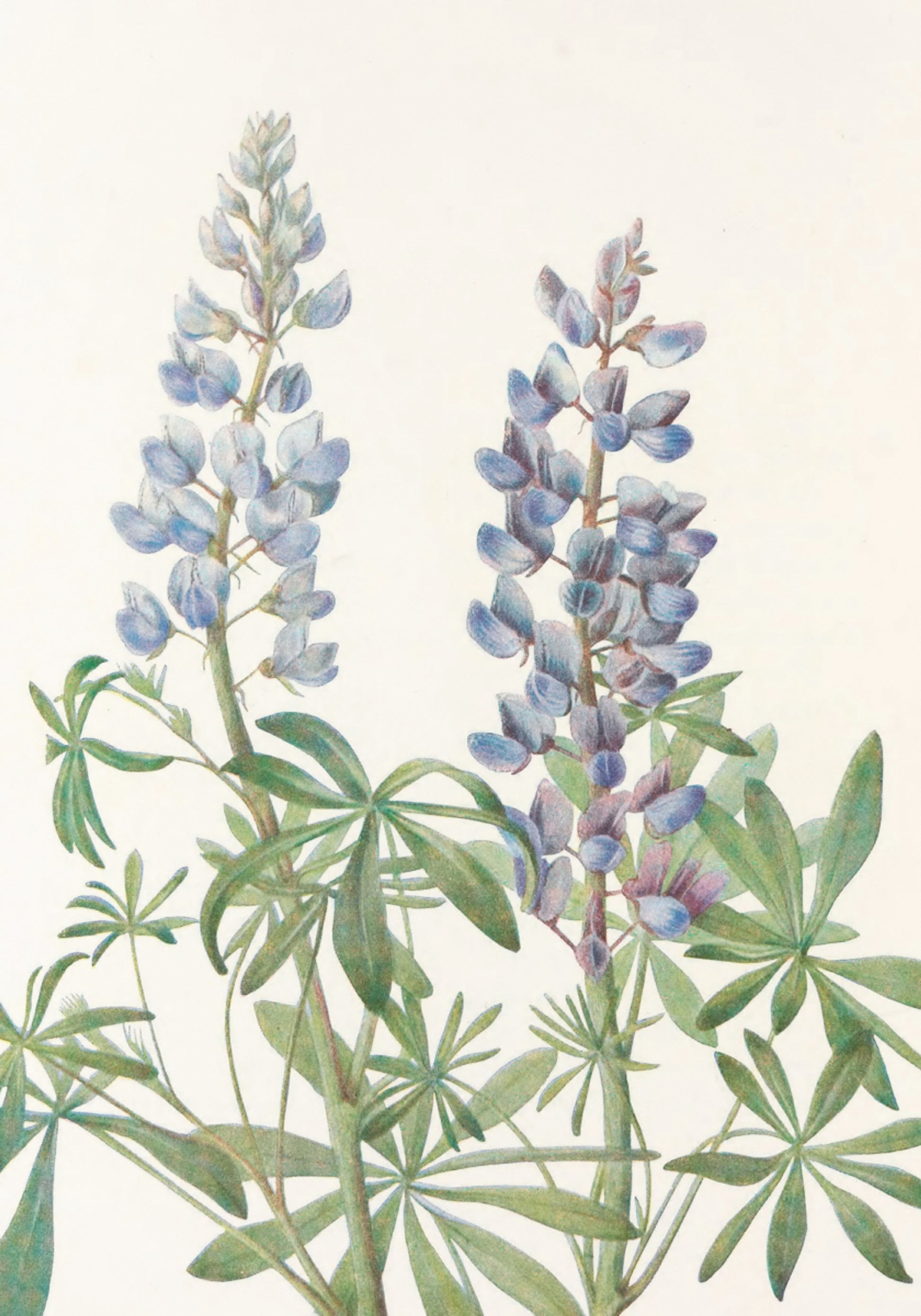 Sonnenuhr Lupine aus nordamerikanischen Wildblumen (1925) von Mary Vaux Walcott