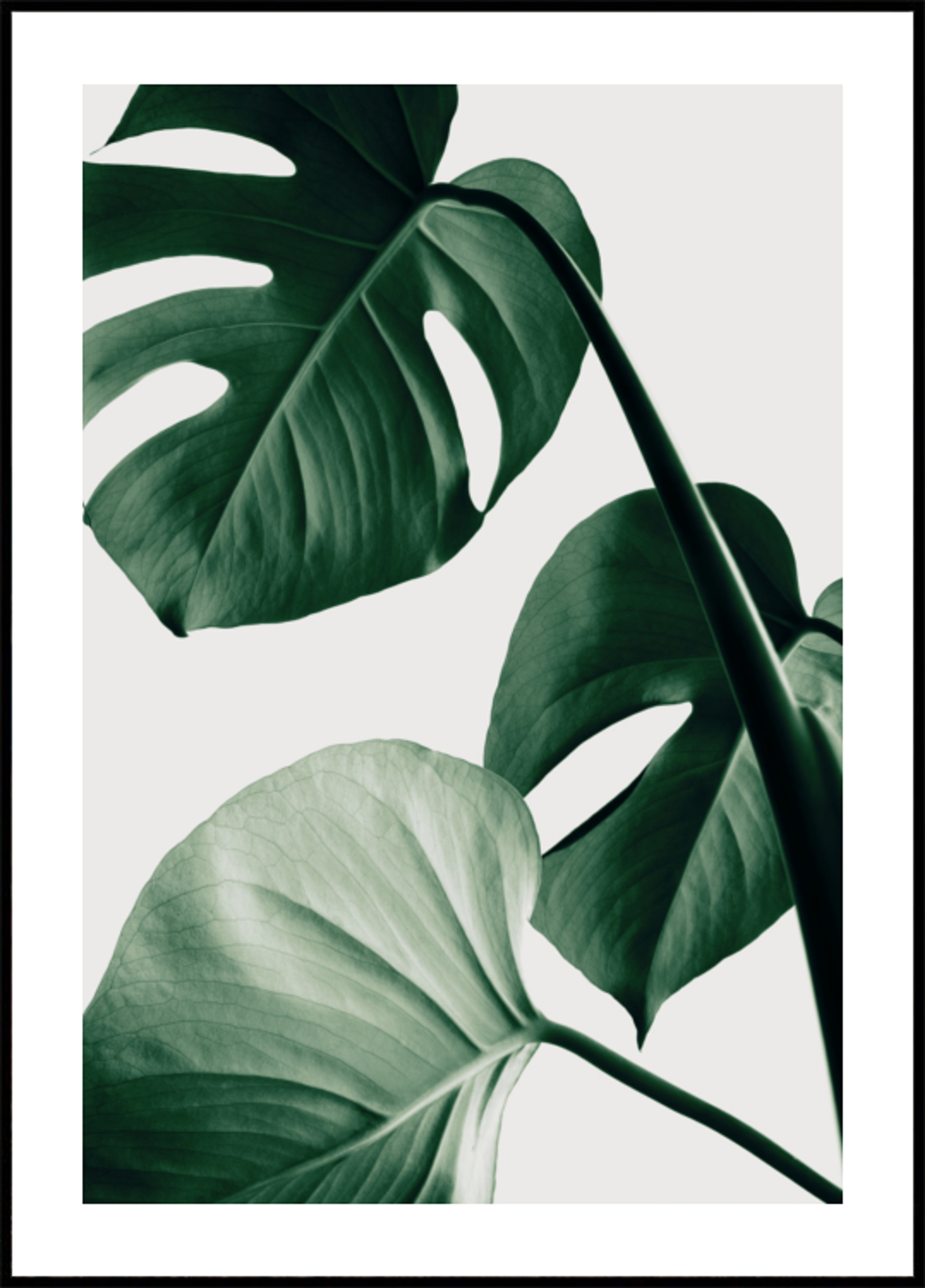 Üppige Monstera-Blätter