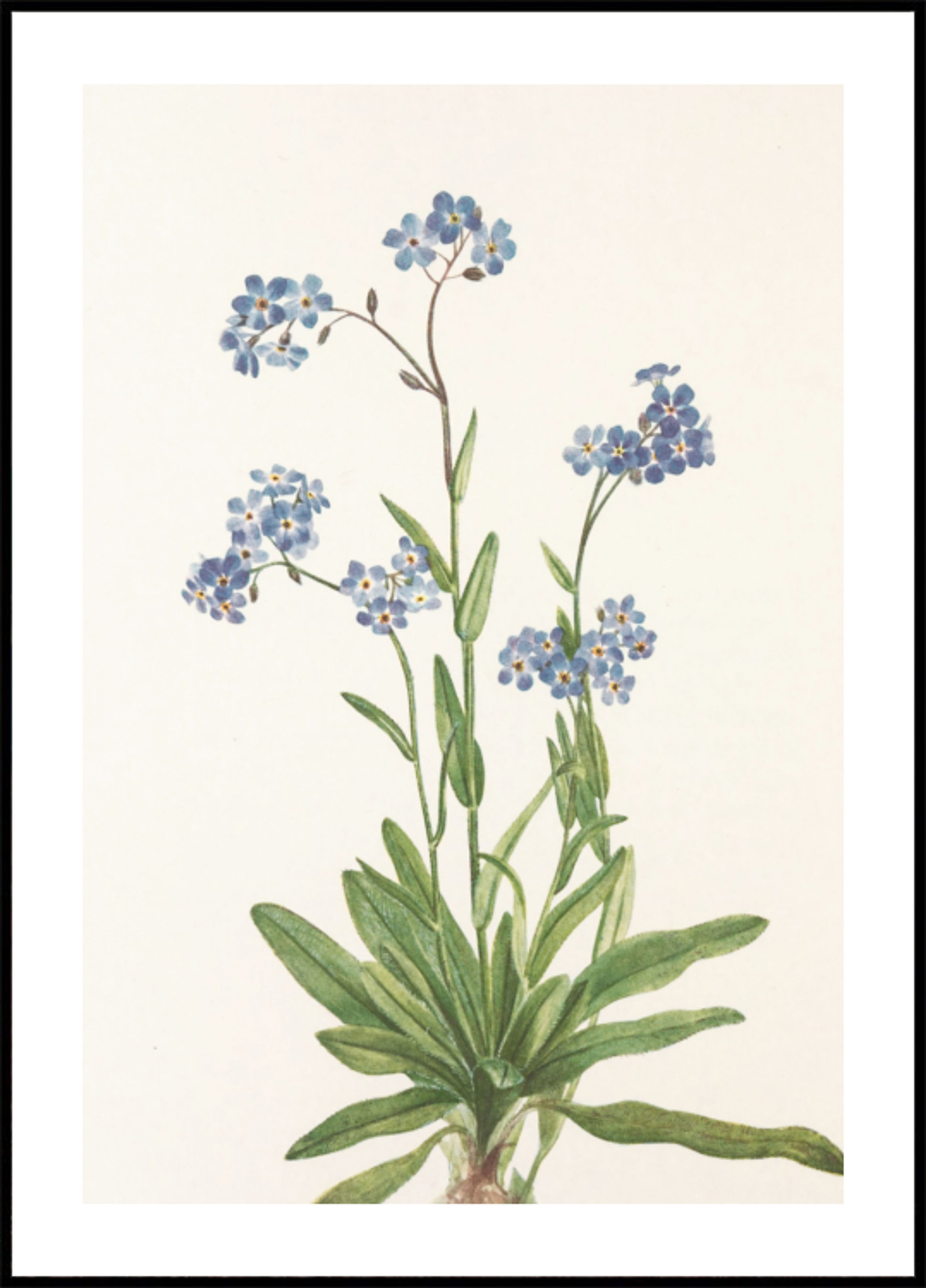 Alpines Vergissmeinnicht aus nordamerikanischen Wildblumen (1925) von Mary Vaux Walcott