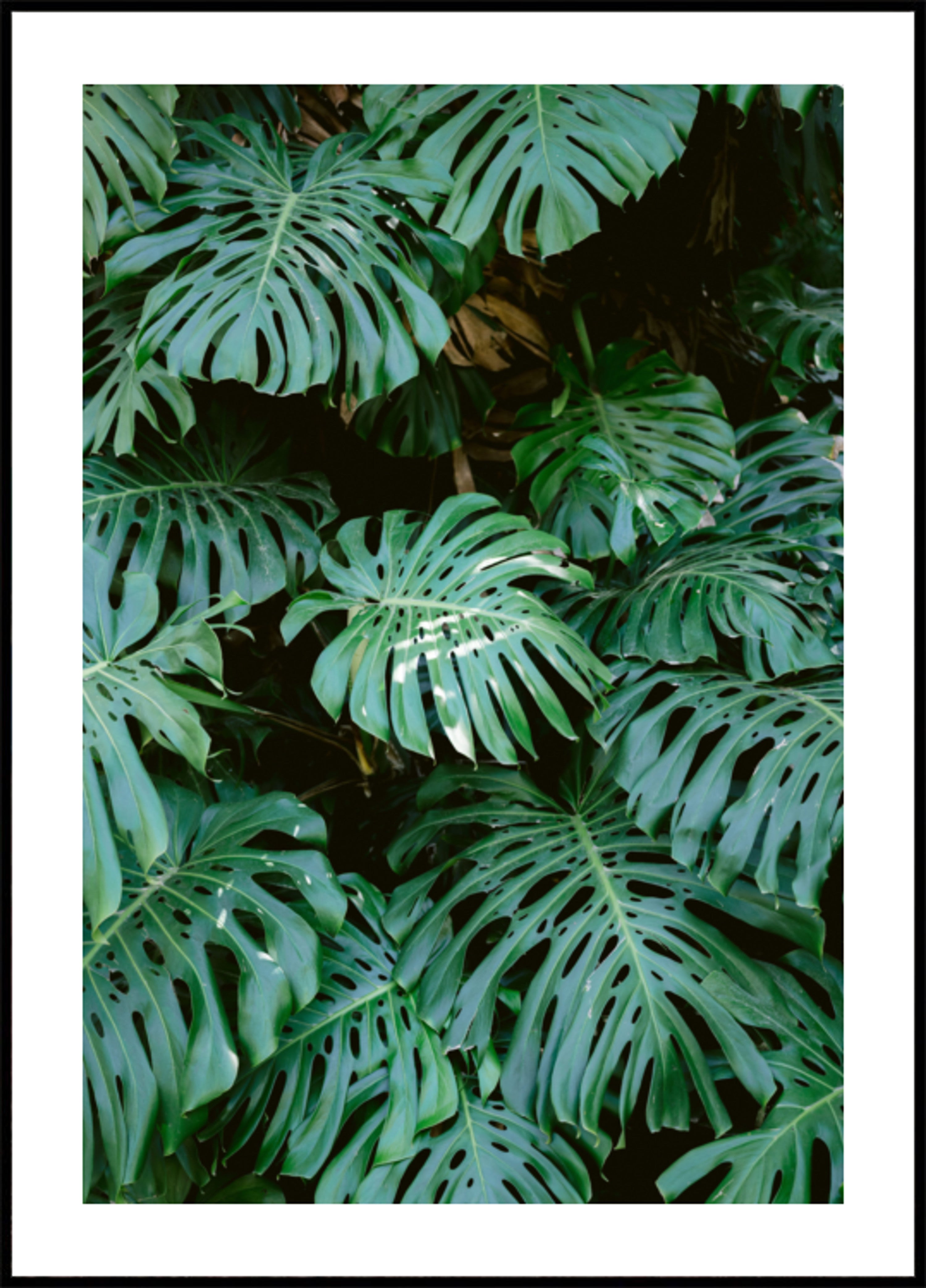 Monstera-Mauer in Lissabon