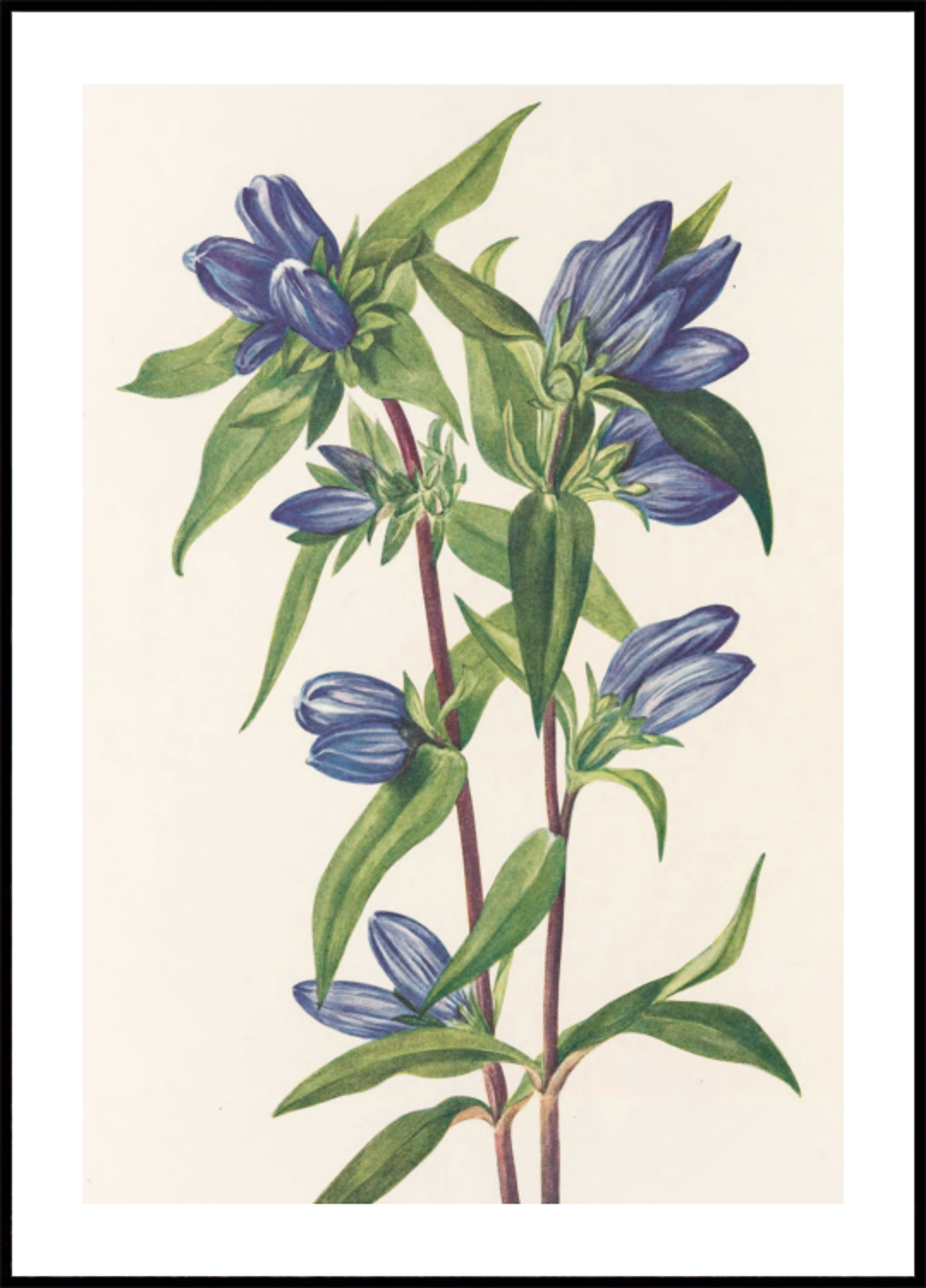 Flaschenenzian aus nordamerikanischen Wildblumen (1925) von Mary Vaux Walcott