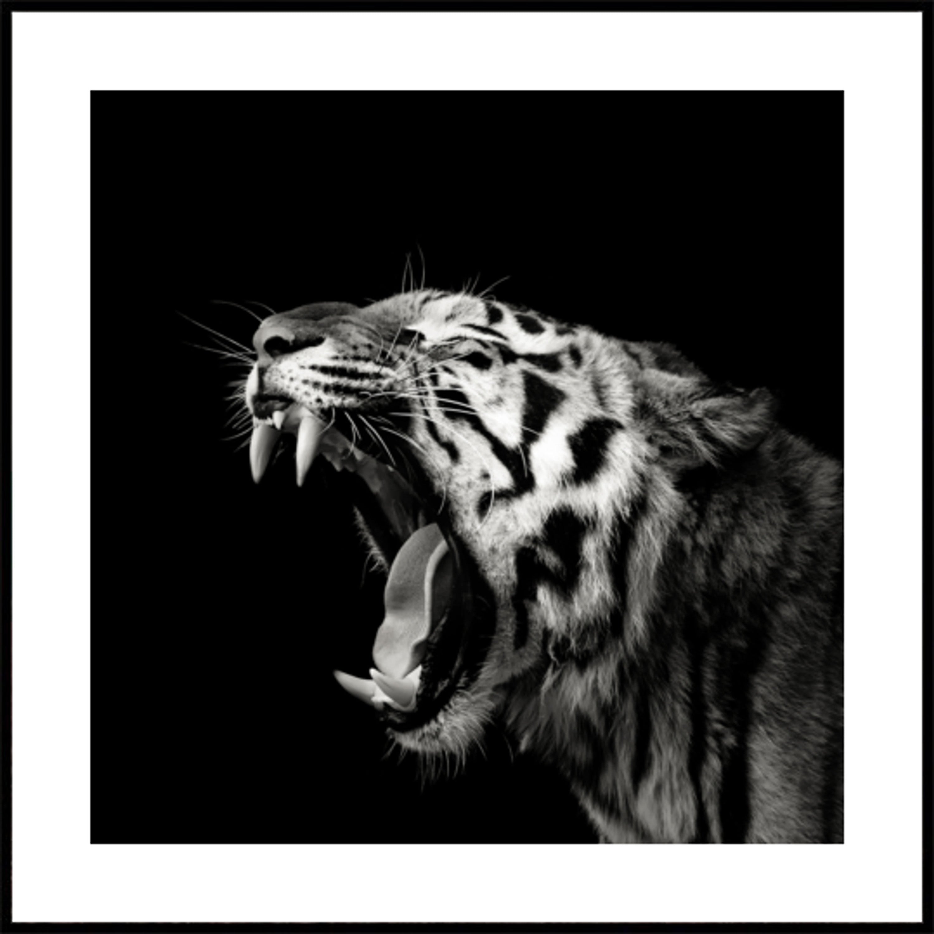 Porträt eines brüllenden Tigers