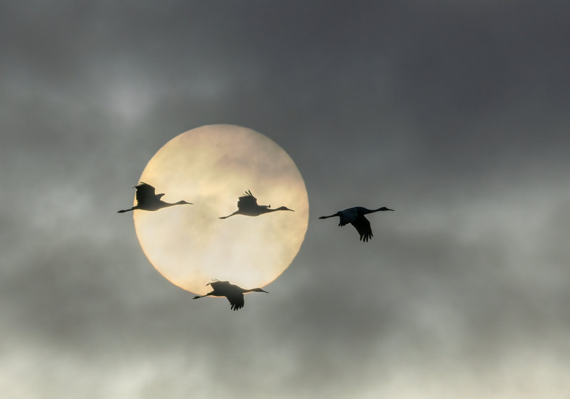 Fliegende Kraniche Sonne