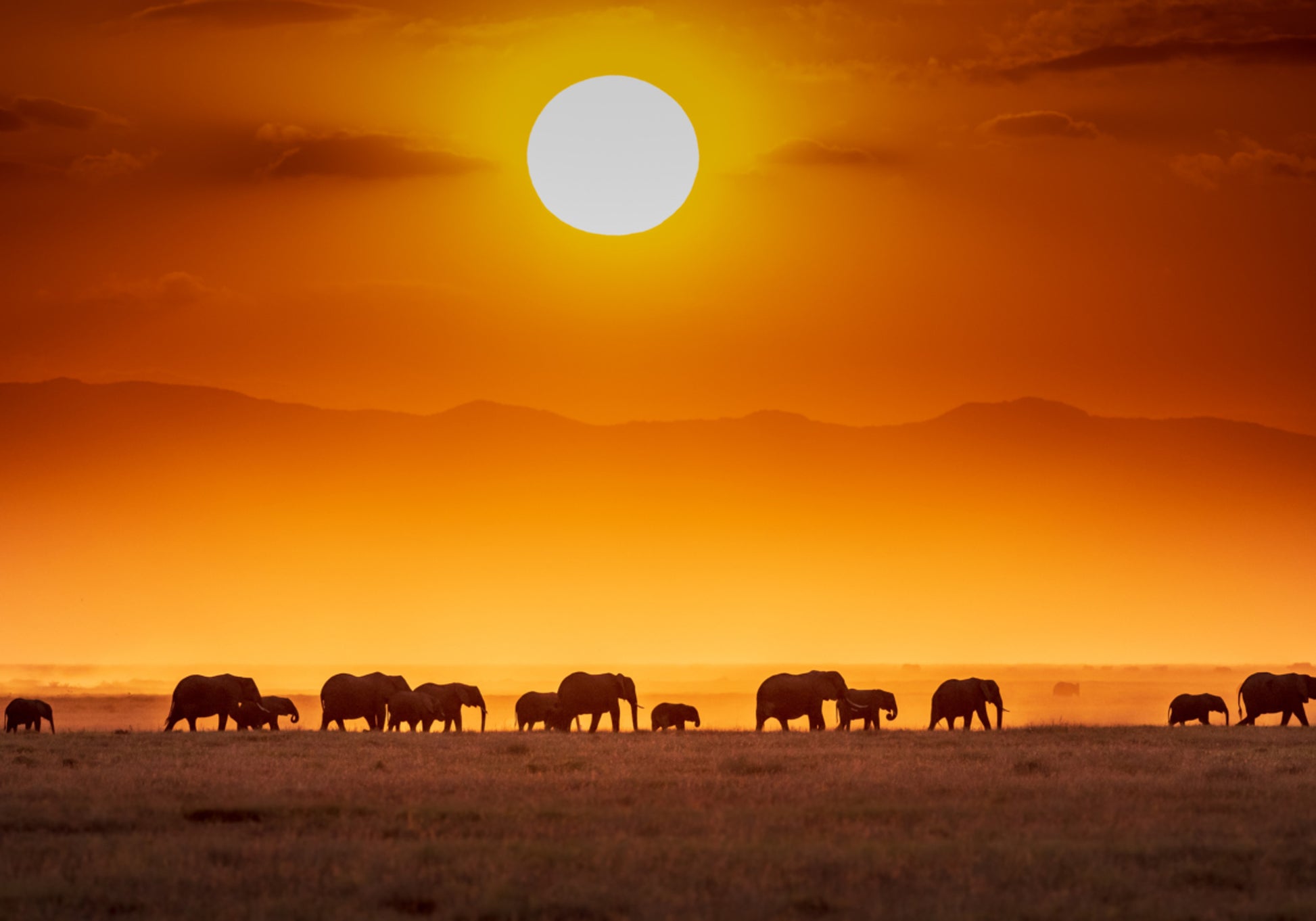 Afrikanische Elefanten bei Sonnenuntergang