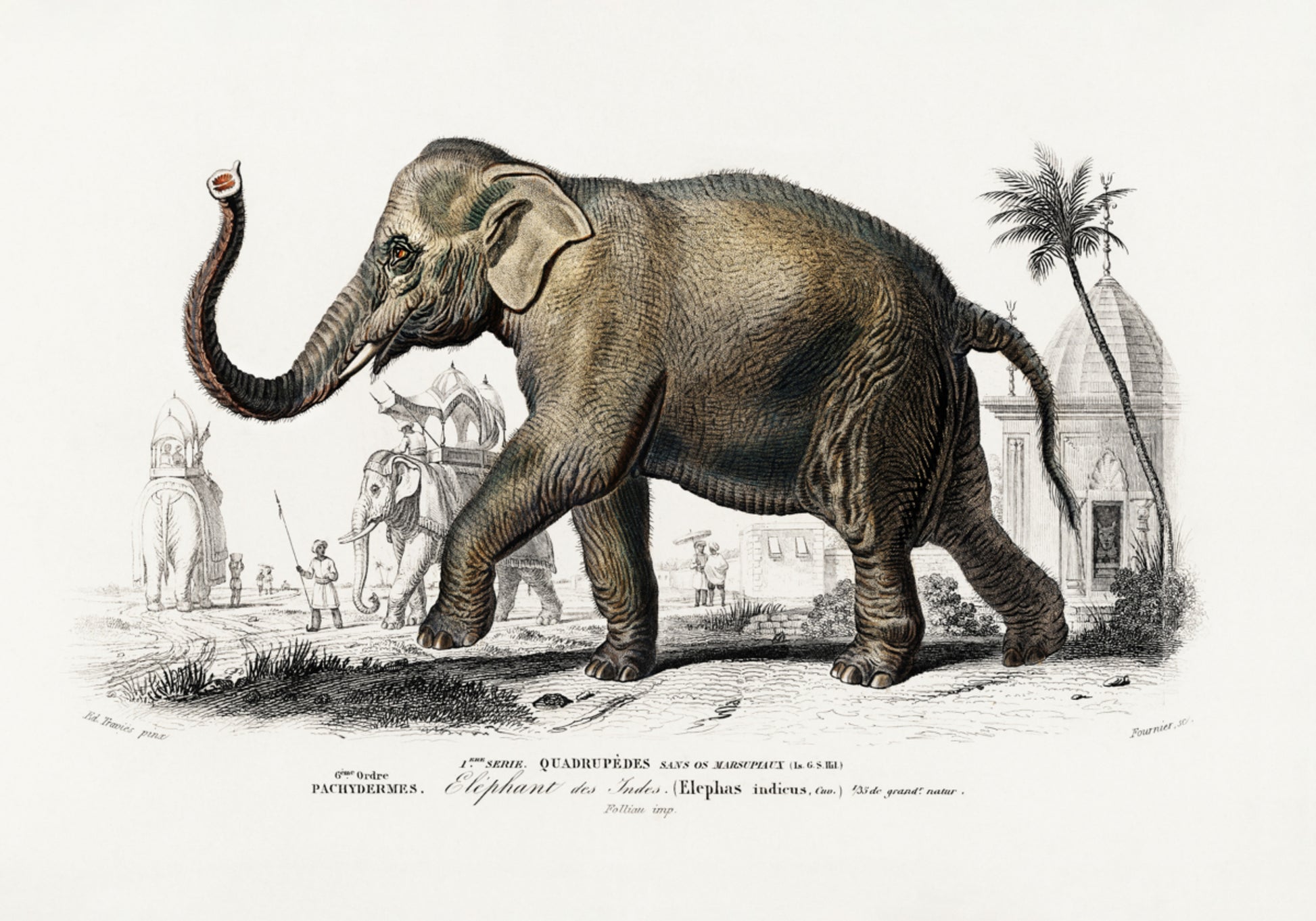 Asiatischer Elefant