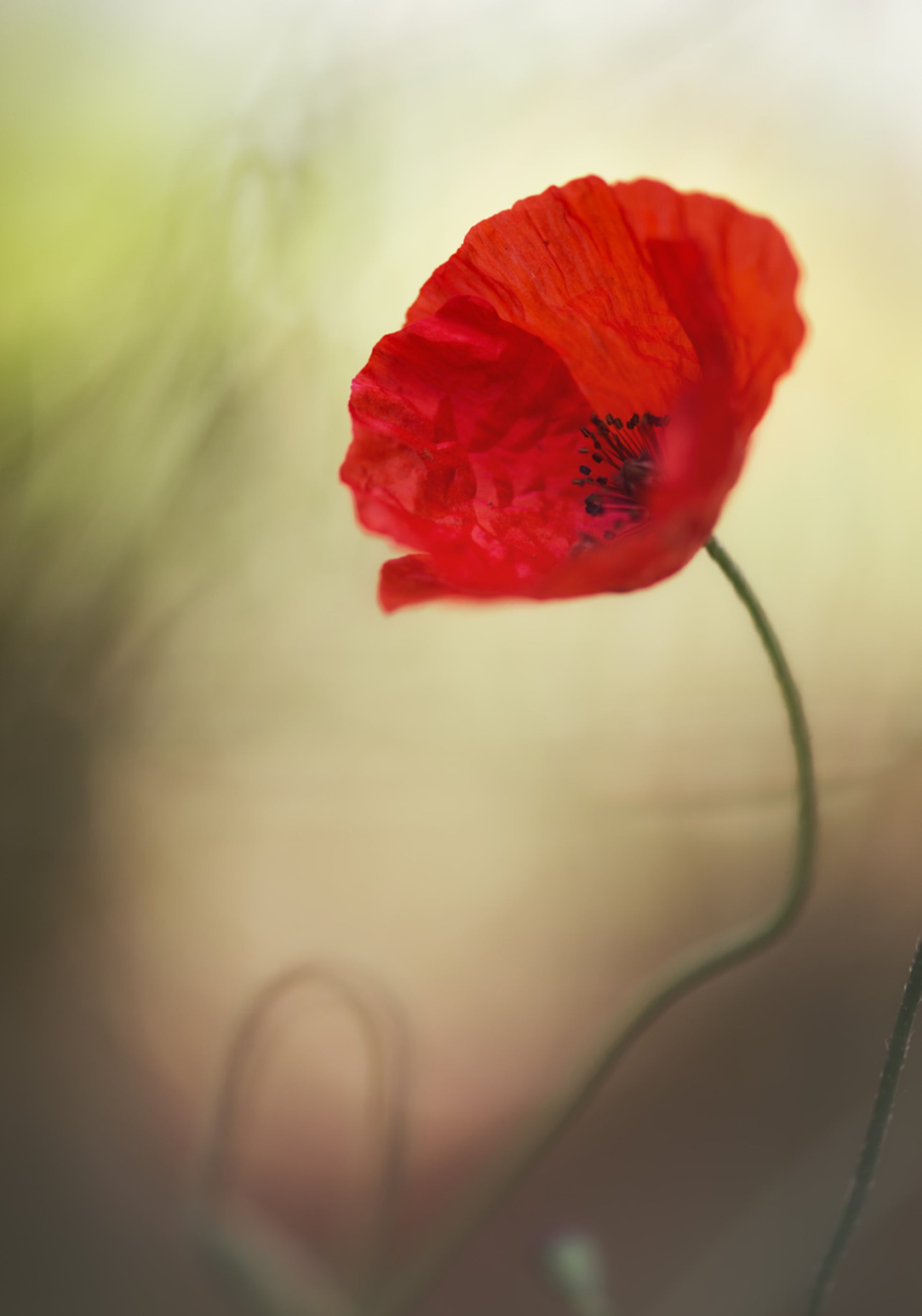 Lebendige rote Mohnblume