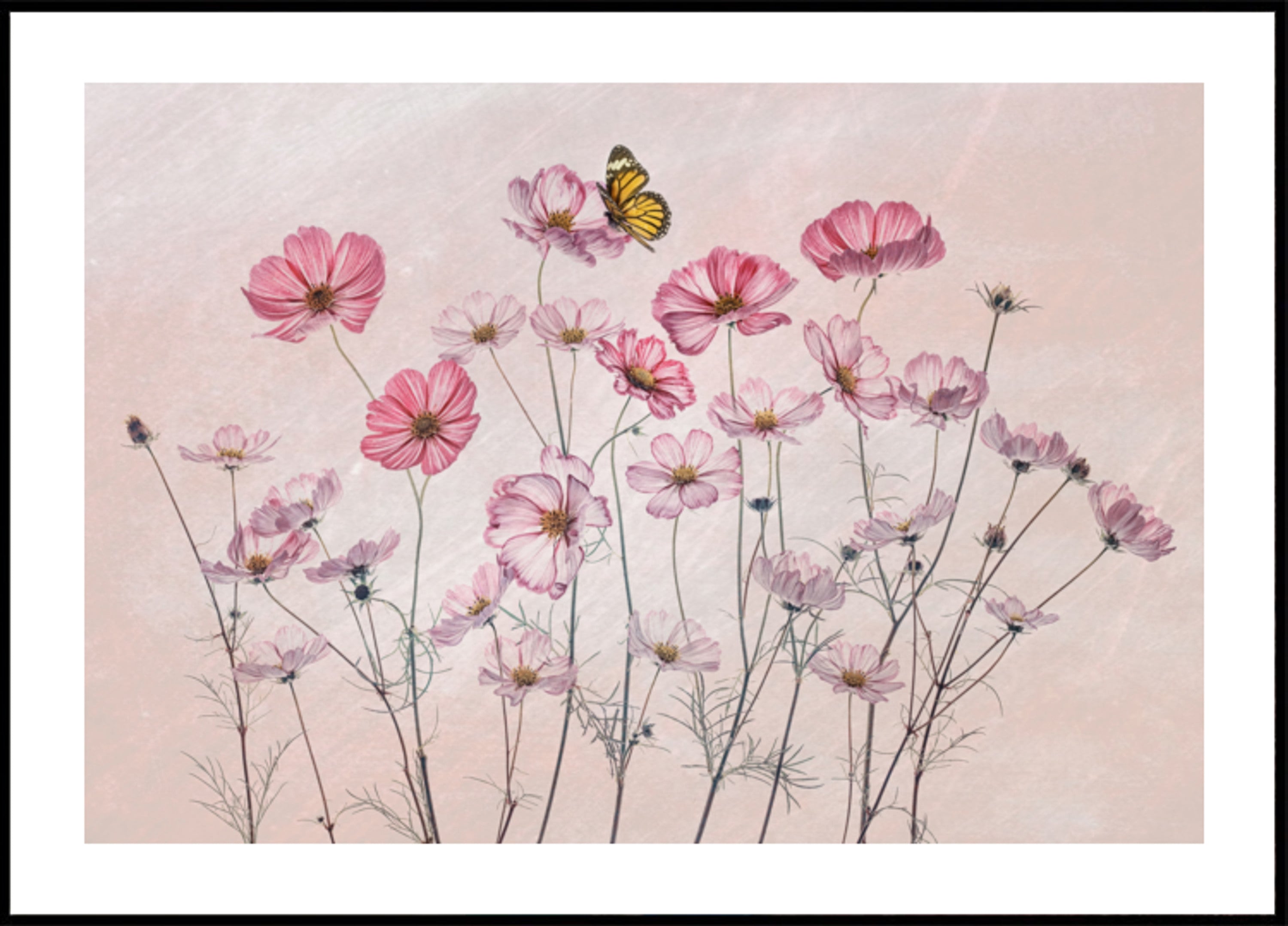 Rosa Kosmos-Schmetterling