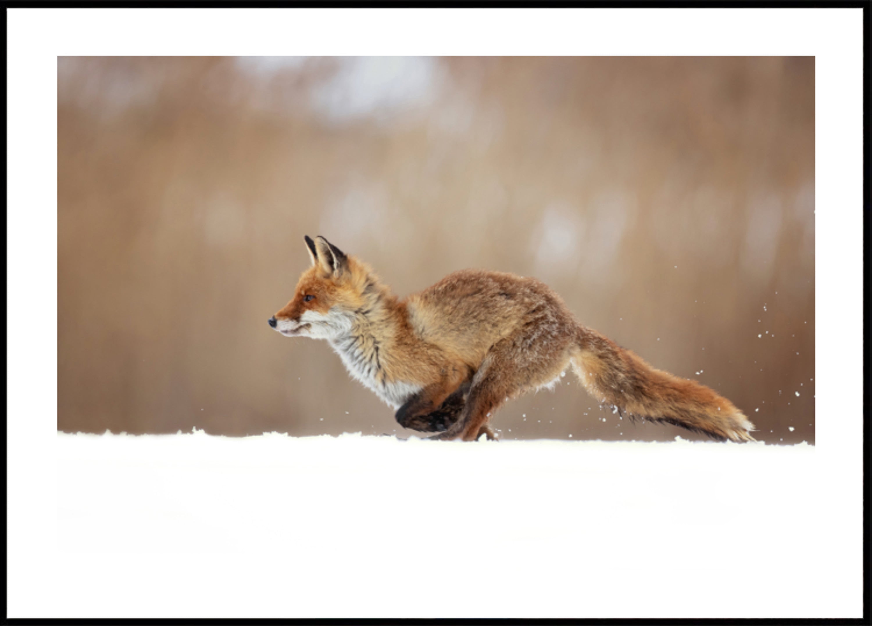 Rotfuchs-Schneesprint