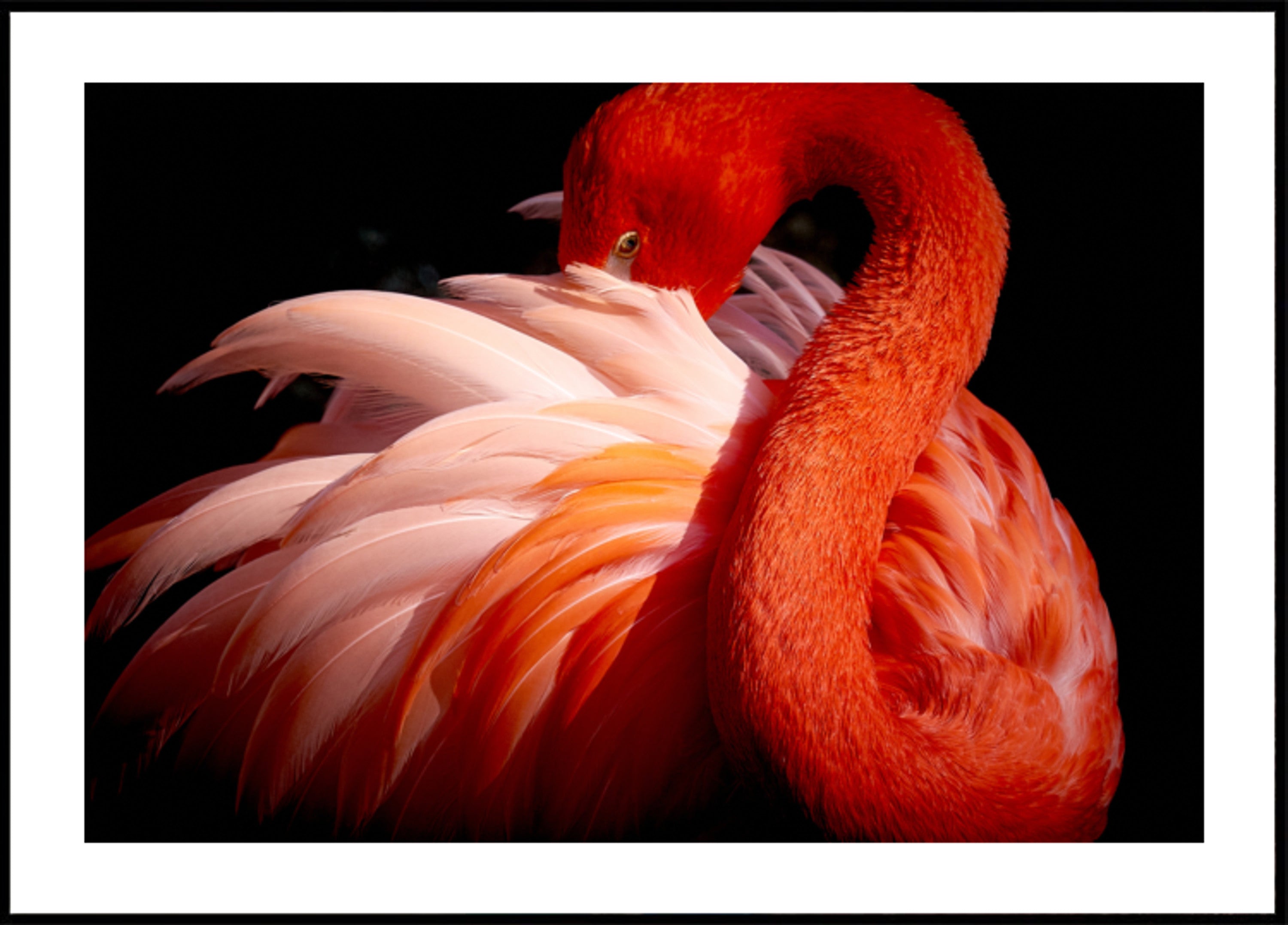 Eleganter rosa Flamingo